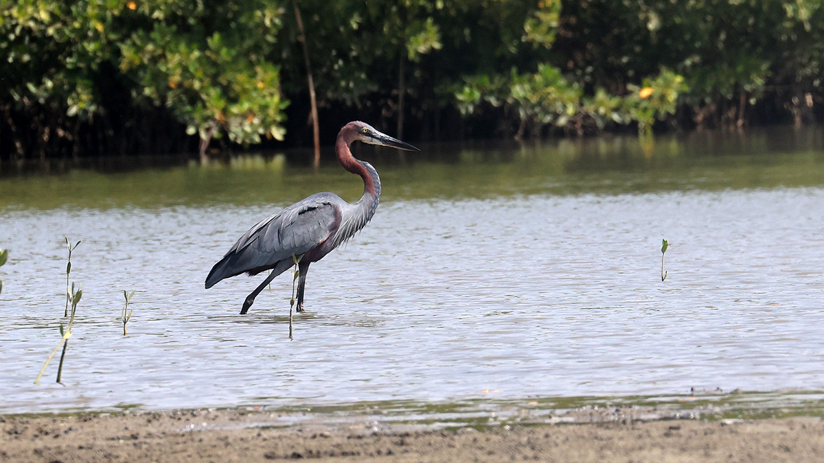 Goliath heron